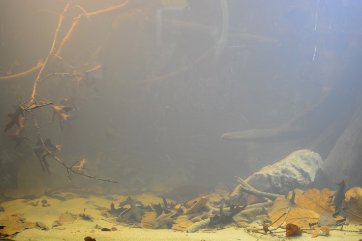 Murky Aquarium